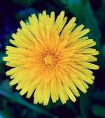 Dandelion 1/4 oz Dandelion 1/4 oz