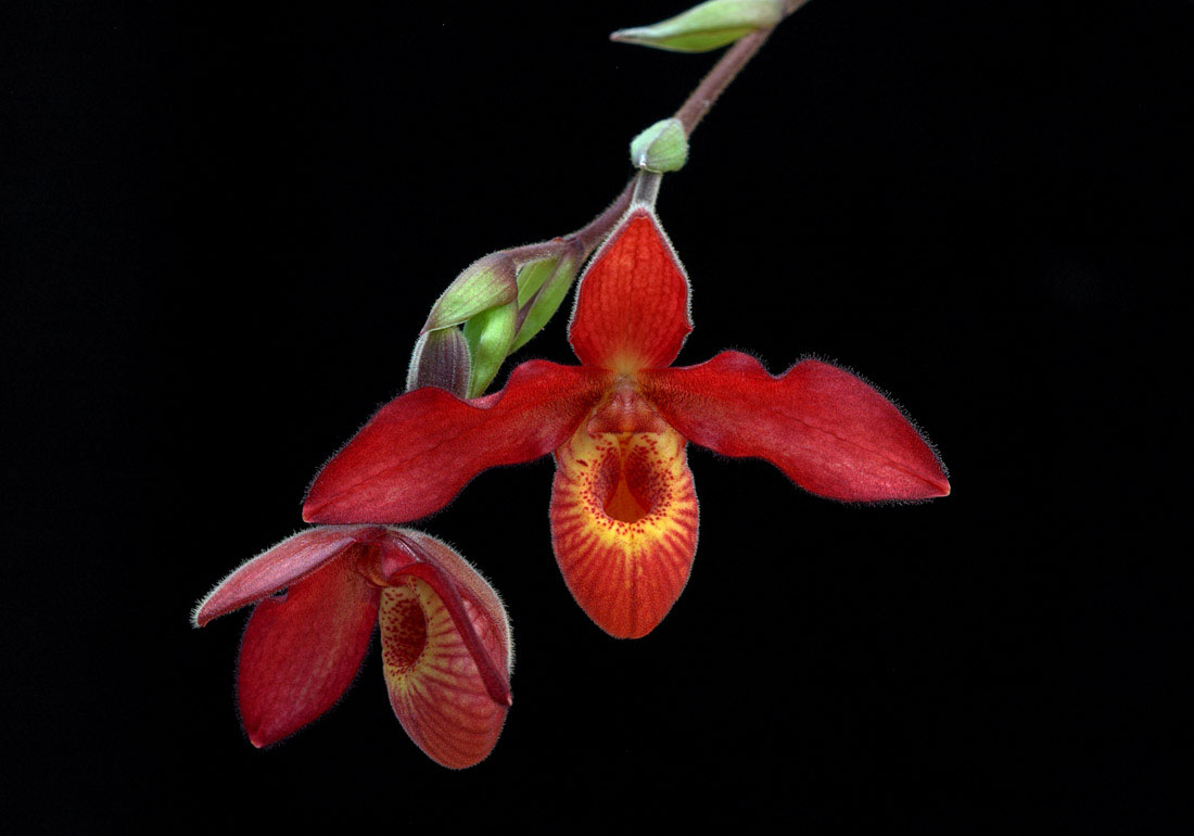 Andean Fire