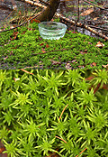Narnia Sphagnum Moss Narnia Sphagnum Moss