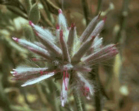 Southern Herb :: Our :: Flower Essences Australian Bush Flower Essences :: Individual Essences :: Mulla Mulla