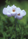 Purity of Heart