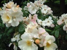 Rose Alba 15 ml. Rose Alba 15 ml.