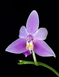 Violacea Veritas Violacea Veritas