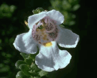 Alpine Mint Bush