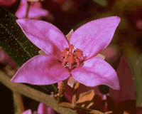 Boronia