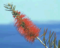 Bottlebrush