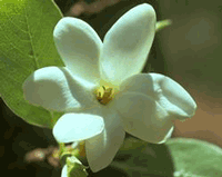 Bush Gardenia