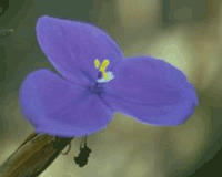 Bush Iris
