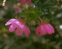 Dog Rose