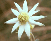 Flannel Flower