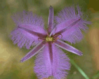 Fringed Violet