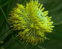 Isopogon