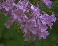 Jacaranda