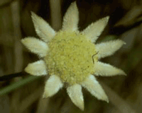 Little Flannel Flower
