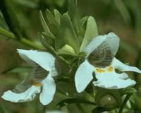 Mint Bush