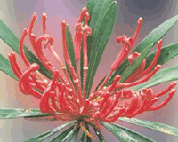 Monga Waratah