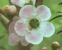 Peach-flowered Tea-tree