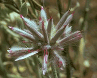 Pink Mulla Mulla