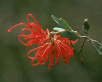 Red Grevillea