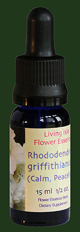 Rhododendron Griffithianum