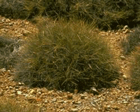 Spinifex