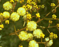 Sunshine Wattle