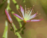 Turkey Bush