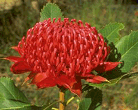 Waratah