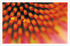Flower Essences