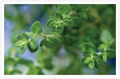 Herbal Combinations