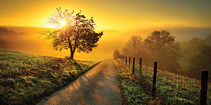 A country path in lush farm land at sunset